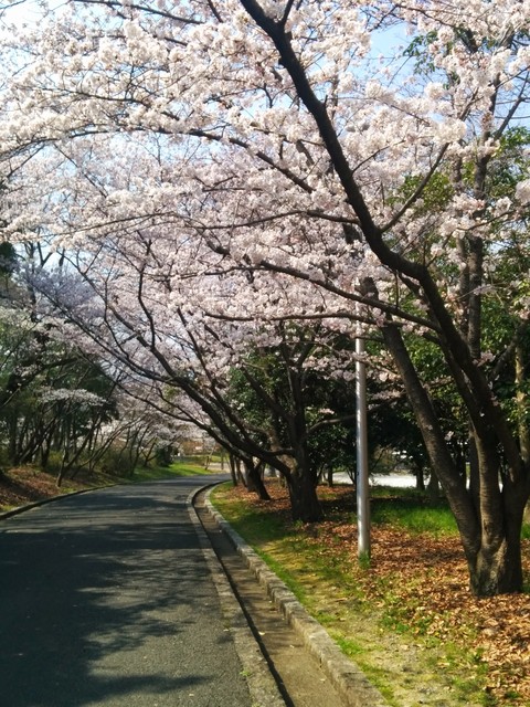 桜並木